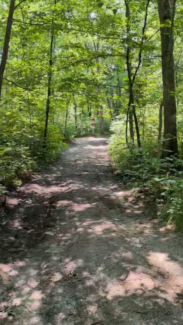 Dappled sunlight on a forest trail through the property