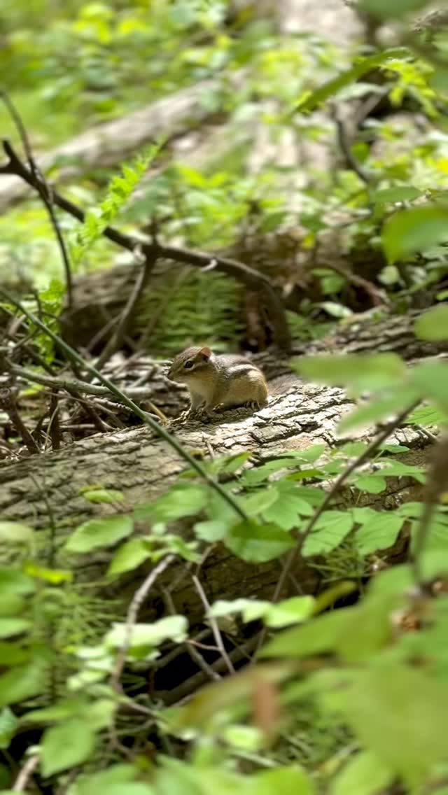 A small frog on the mossy forest floor — local wildlife